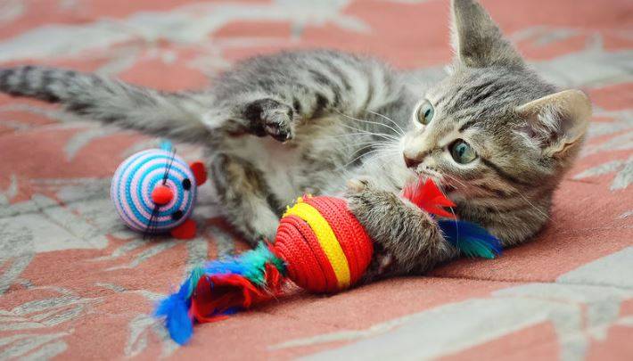 cat toys amazon best guide