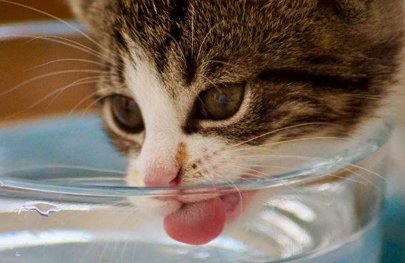 cat needs water