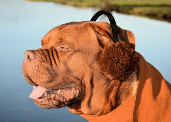 Protect your dog's ears