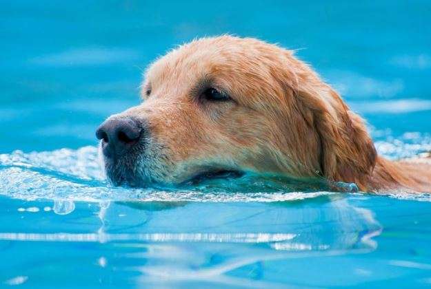 beautiful dog pool